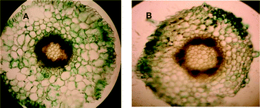 Graphical abstract: Calcium phosphate nanoparticle mediated genetic transformation in plants