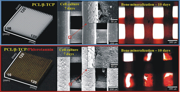 Graphical abstract: Fabrication, characterisation and biological activity of phlorotannin-conjugated PCL/β-TCP composite scaffolds for bone tissue regeneration