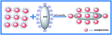 Graphical abstract: A green and facile self-assembly preparation of gold nanoparticles/ZnO nanocomposite for photocatalytic and photoelectrochemical applications
