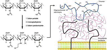 Graphical abstract: Immobilization of 2-mercaptoethylamine on oxidized chitosan: a substantially mucoadhesive and permeation enhancing polymer