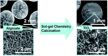 Graphical abstract: Sol–gel synthesis of hierarchically porous TiO2 beads using calcium alginate beads as sacrificial templates