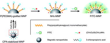 Graphical abstract: Fluorescent-magnetic poly(poly(ethyleneglycol)monomethacrylate)-grafted Fe3O4 nanoparticles from post-atom-transfer-radical-polymerization modification: synthesis, characterization, cellular uptake and imaging