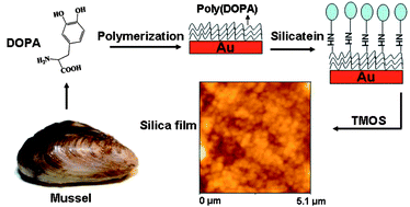 Graphical abstract: Mussel adhesive protein inspired coatings: a versatile method to fabricate silica films on various surfaces