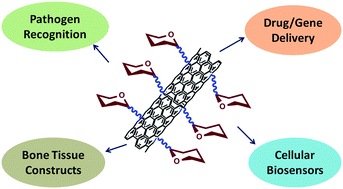 Graphical abstract: Glycoconjugate-functionalized carbon nanotubes in biomedicine