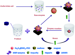 Graphical abstract: Magnetic nanoparticles for the affinity adsorption of maltose binding protein (MBP) fusion enzymes