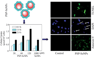 Graphical abstract: Surface decoration of selenium nanoparticles by mushroom polysaccharides–protein complexes to achieve enhanced cellular uptake and antiproliferative activity