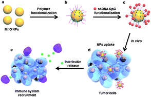 Graphical abstract: CpG-DNA loaded multifunctional MnO nanoshuttles for TLR9-specific cellular cargo delivery, selective immune-activation and MRI