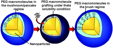 Graphical abstract: Dense PEG layers for efficient immunotargeting of nanoparticles to cancer cells
