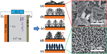 Graphical abstract: Vertical cobalt dendrite array films: electrochemical deposition and characterization, glucose oxidation and magnetic properties
