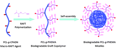 Graphical abstract: Biodegradable poly(ε-caprolactone)-g-poly(2-hydroxyethyl methacrylate) graft copolymer micelles as superior nano-carriers for “smart” doxorubicin release