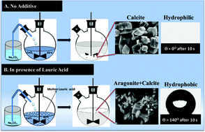 Graphical abstract: Lauric acid triggered in situ surface modification and phase selectivity of calcium carbonate: its application as an oil sorbent