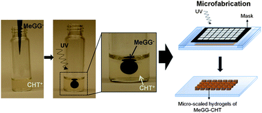 Graphical abstract: Microfabricated photocrosslinkable polyelectrolyte-complex of chitosan and methacrylated gellan gum