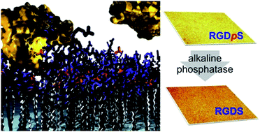 Graphical abstract: Phosphatase responsive peptide surfaces