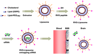 Graphical abstract: Brain-targeting gene delivery using a rabies virus glycoprotein peptide modulated hollow liposome: bio-behavioral study
