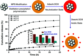 Graphical abstract: Magnetic drug carrier with a smart pH-responsive polymer network shell for controlled delivery of doxorubicin