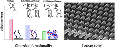 Graphical abstract: Switchable adhesion by chemical functionality and topography