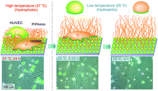 Graphical abstract: Dynamically cell separating thermo-functional biointerfaces with densely packed polymer brushes