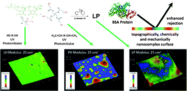 Graphical abstract: Thiol-ene “click” networks from amphiphilic fluoropolymers: full synthesis and characterization of a benchmark anti-biofouling surface