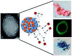 Graphical abstract: Controlled formation of nanostructured CaCO3–PEI microparticles with high biofunctionalizing capacity