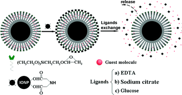 Graphical abstract: Ligand exchange triggered controlled-release targeted drug delivery system based on core–shell superparamagnetic mesoporous microspheres capped with nanoparticles