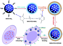 Graphical abstract: Tumor cell targeted delivery by specific peptide-modified mesoporous silica nanoparticles