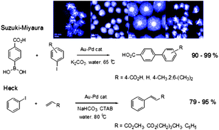 Graphical abstract: Water-dispersable hybrid Au–Pd nanoparticles as catalysts in ethanol oxidation, aqueous phase Suzuki–Miyaura and Heck reactions