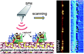 Graphical abstract: Aptamer-functionalized nano-pattern based on carbon nanotube for sensitive, selective protein detection