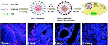 Graphical abstract: Reduction-responsive gold-nanoparticle-conjugated Pluronic micelles: an effective anti-cancer drug delivery system