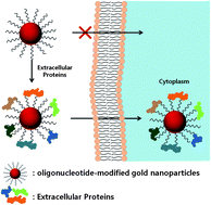 Graphical abstract: Enhanced protein-mediated binding between oligonucleotide–gold nanoparticle composites and cell surfaces: co-transport of proteins and composites