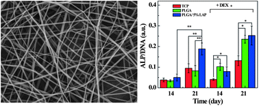 Graphical abstract: Electrospun laponite-doped poly(lactic-co-glycolic acid) nanofibers for osteogenic differentiation of human mesenchymal stem cells