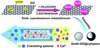 Graphical abstract: Cyanobacterium metallothionein decorated graphene oxide nanosheets for highly selective adsorption of ultra-trace cadmium