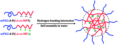 Graphical abstract: Core-crosslinked amphiphilic biodegradable copolymer based on the complementary multiple hydrogen bonds of nucleobases: synthesis, self-assembly and in vitro drug delivery