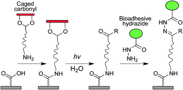 Graphical abstract: A photocleavable linker for the chemoselective functionalization of biomaterials