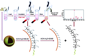 Graphical abstract: Ligand-free strategy for ultrafast and highly selective enrichment of glycopeptides using Ag-coated magnetic nanoarchitectures