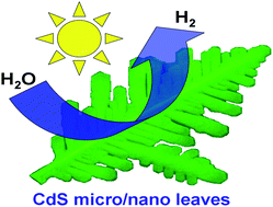Graphical abstract: Controlled synthesis of CdS micro/nano leaves with (0001) facets exposed: enhanced photocatalytic activity toward hydrogen evolution