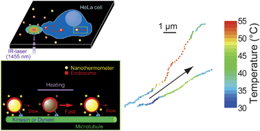 Graphical abstract: Walking nanothermometers: spatiotemporal temperature measurement of transported acidic organelles in single living cells