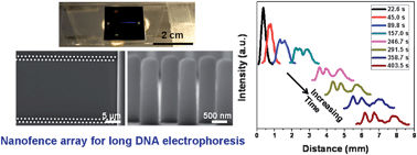 Graphical abstract: DNA electrophoresis in a nanofence array
