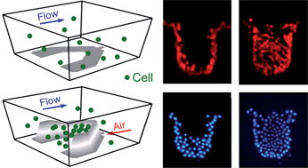 Graphical abstract: Dynamic trapping and high-throughput patterning of cells using pneumatic microstructures in an integrated microfluidic device