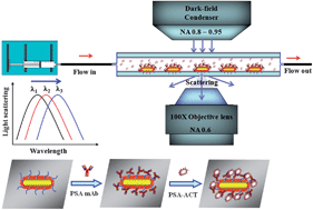 Graphical abstract: Rational aspect ratio and suitable antibody coverage of gold nanorod for ultra-sensitive detection of a cancer biomarker