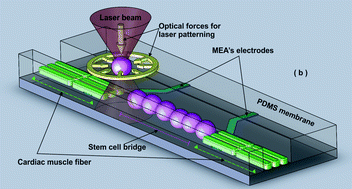 Graphical abstract: Laser-patterned stem-cell bridges in a cardiac muscle model for on-chip electrical conductivity analyses
