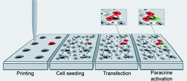 Graphical abstract: A novel chip-based parallel transfection assay to evaluate paracrine cell interactions