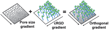 Graphical abstract: Electrochemistry-enabled fabrication of orthogonal nanotopography and surface chemistry gradients for high-throughput screening