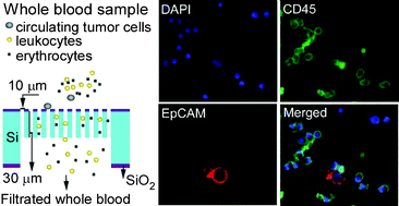 Graphical abstract: Microsieve lab-chip device for rapid enumeration and fluorescence in situ hybridization of circulating tumor cells