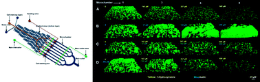 Graphical abstract: A microfluidic device for high throughput bacterial biofilm studies