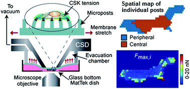Graphical abstract: A silicone-based stretchable micropost array membrane for monitoring live-cell subcellular cytoskeletal response