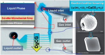 Graphical abstract: On chip steady liquid–gas phase separation for flexible generation of dissolved gas concentration gradient