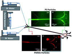 Graphical abstract: Inertial lift enhanced phase partitioning for continuous microfluidic surface energy based sorting of particles
