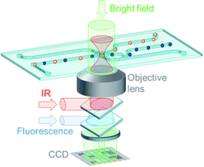 Graphical abstract: Microfluidic sorting of arbitrary cells with dynamic optical tweezers