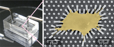Graphical abstract: Elastomeric microposts integrated into microfluidics for flow-mediated endothelial mechanotransduction analysis