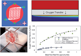 Graphical abstract: Performance and scaling effects in a multilayer microfluidic extracorporeal lung oxygenation device